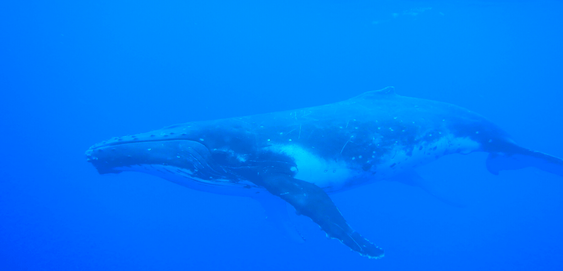 https://tahititourisme.jp/wp-content/uploads/2018/03/mooreaactivitiescenterwhaleswatching_1140x5502-min.png