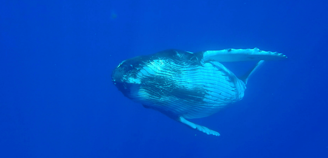 https://tahititourisme.jp/wp-content/uploads/2018/03/mooreaactivitiescenterwhaleswatching_1140x5503-min.png
