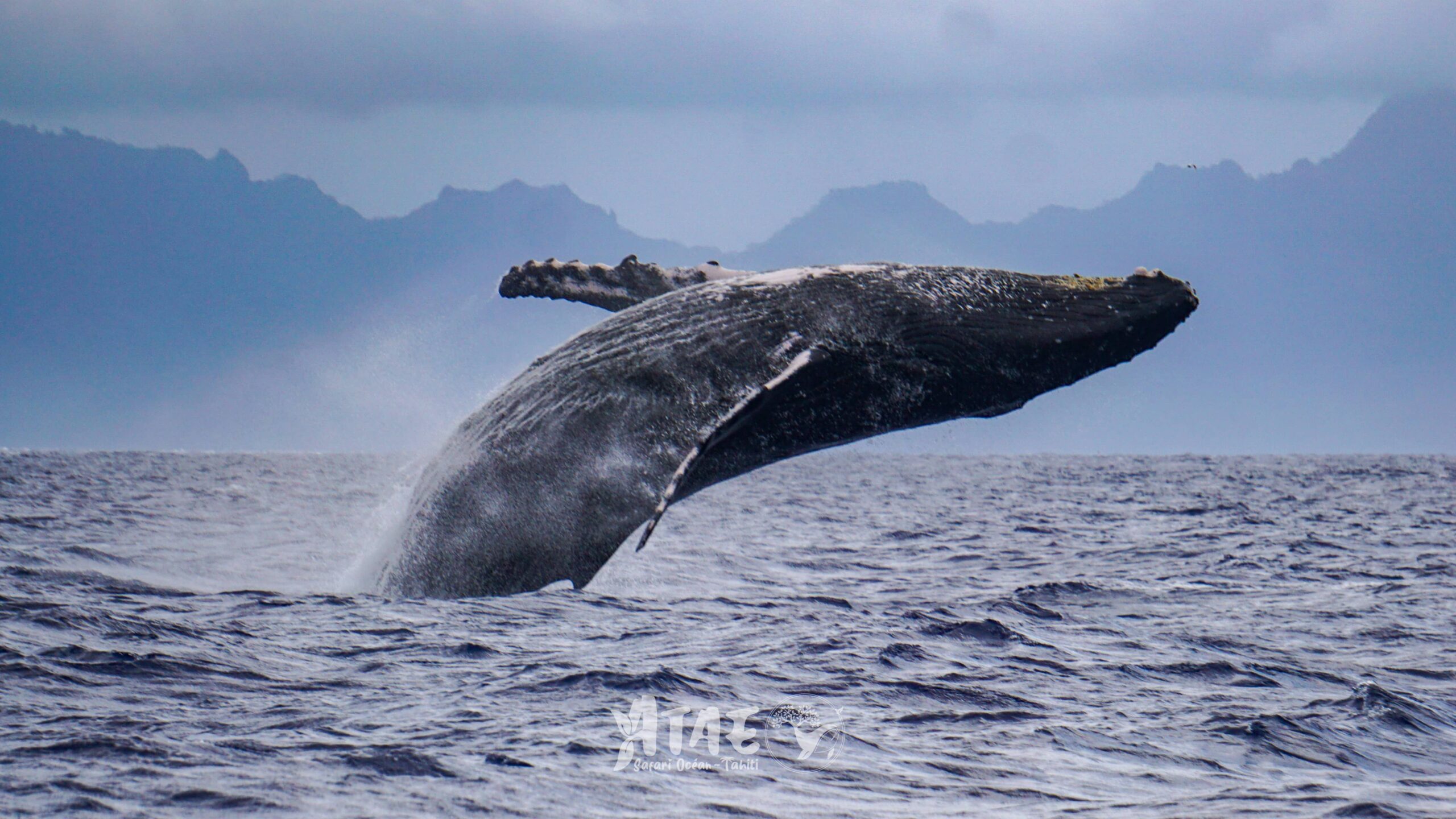 https://tahititourisme.jp/wp-content/uploads/2024/01/ATAE-Safari-Ocean-Tahiti-Whales-watching-Rencontre-avec-les-baleines-13-min-scaled.jpg